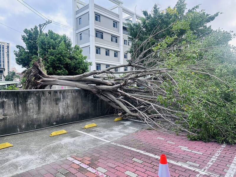 头份市永贞国小围墙旁1棵2层楼高的榕树，不敌强风被吹翻，横挂在围墙上。（图由校方提供）