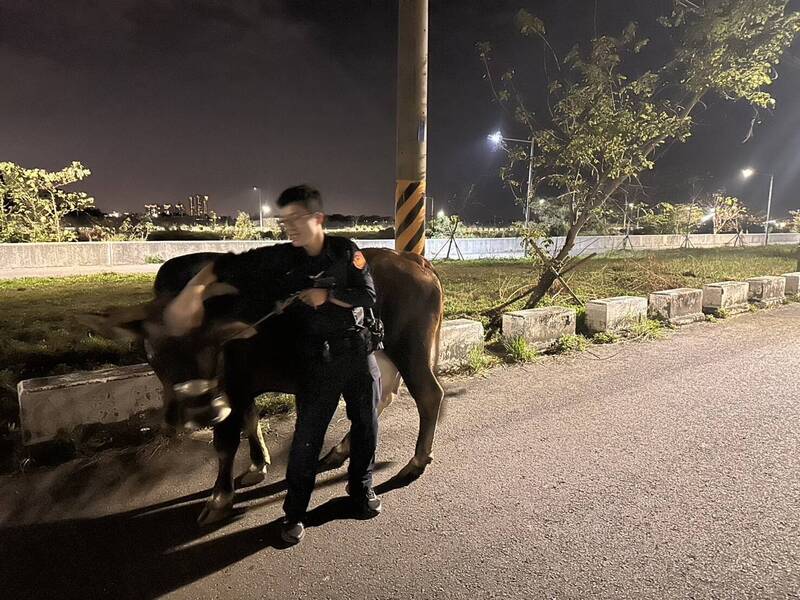 台南一只刚产下小牛的黄牛深夜落跑闯入马路，李姓饲主因疏于管理，违反道路交通管理处罚条例。（民众提供）